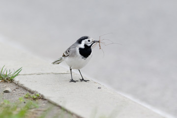 White Wagtail (Motacilla alba).