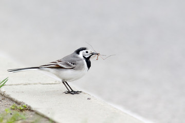 White Wagtail (Motacilla alba).