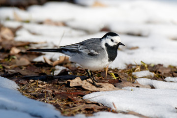 White Wagtail (Motacilla alba).