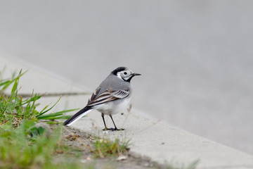 White Wagtail (Motacilla alba).