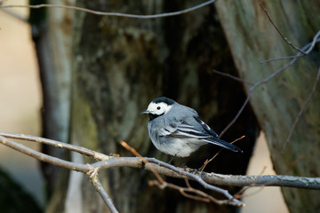 White Wagtail (Motacilla alba).