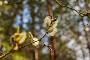 Flowering catkins poplar and willow close up on a nature forest background.First bud on the branch in spring, first leaf.willow buds in spring forest.spring tree branch buds