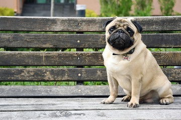portrait of a cute pug dog with big sad eyes and a questioning look on a white background, Beige pug with huge eyes on nature