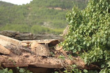 Fototapeta premium tejado