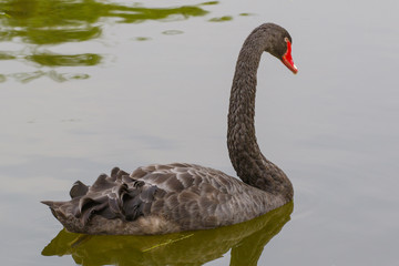A black swan floats in the water of a Chinese lake.