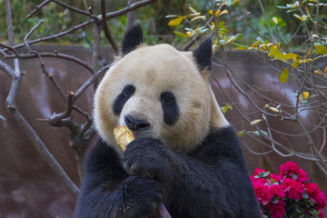 A giant panda in the forest is eating bamboo.