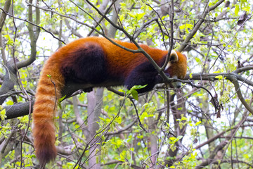 Red panda walks in the forest of the Chinese province of Sichuan.
