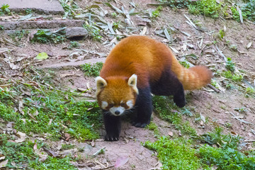 Red panda walks in the forest of the Chinese province of Sichuan.