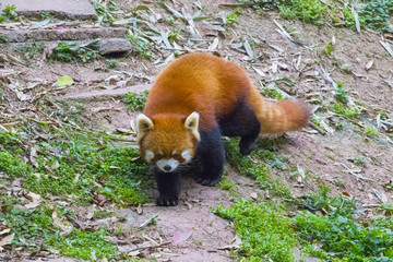 Red panda walks in the forest of the Chinese province of Sichuan.