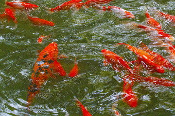 Red Chinese carp create an unusual pattern on the surface of the water.