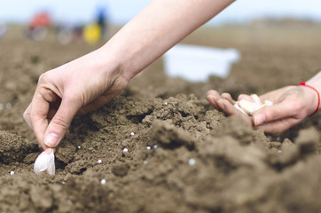 Hand of woman planting onion in the vegetable garden