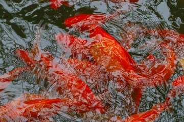 Bright Chinese carp create a beautiful background texture.