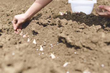 Hand of woman planting onion in the vegetable garden