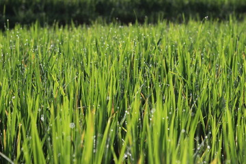 rice fields with dews at curug cilember with spider web, salak mountain, west java indonesia, natural tone