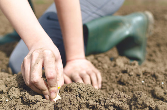 Hand of woman planting onion in the vegetable garden