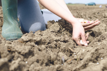 woman planting onion in the vegetable garden