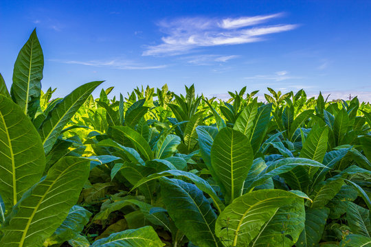 Tobacco big leaf crops growing in tobacco plantation field