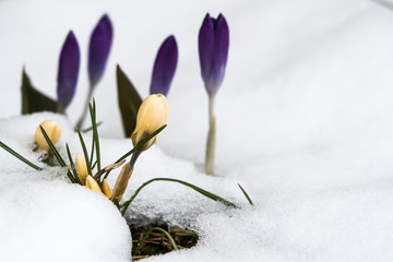 Fototapeta na wymiar Springtime with crocuses and melting snow