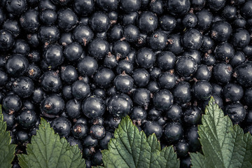 Summer black currant berries crop leaves  harvest background 
