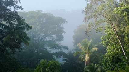 Obraz premium Sonnenaufgang im tropischen Wald 