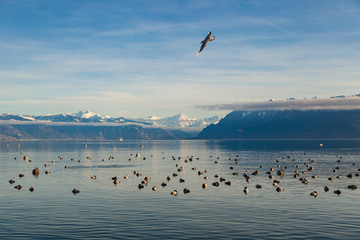 Landscape view on Geneva lake with flying seagulf and beautiful mountains in France on background. Lausanne, Switzerland