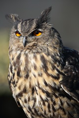 Uhu  eagle owl