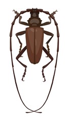 Detailed beetle barbel, top view. Vector illustration
