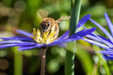 Honigbiene sucht Nektar auf blauer Frühlings Blume