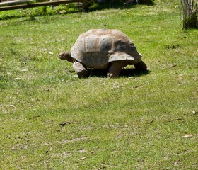 Fototapeta premium Old giant turtle with brown shell in Victoria (Australia) close to Melbourne crawling towards water to drink in the sun on a lush green grass lawn