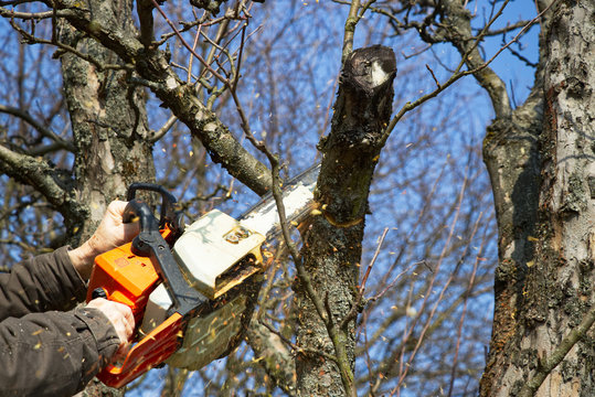 Man cutting branch tree using chainsaw 