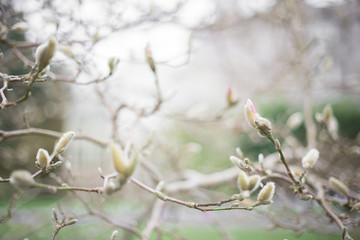 early spring buds, pink magnolia in pastel colors, new life