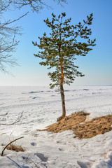 Pine trees on the shore of the Gulf of Finland on a Sunny spring day.