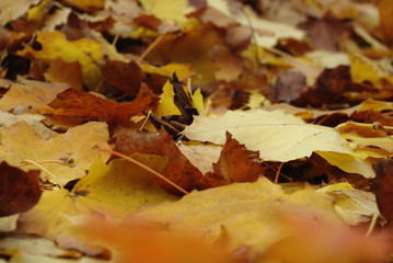 Texture background, close-up of autumn leaves covered ground. Maple leaves in warm shades of orange, ocher, nature concept. Shallow depth of focus.