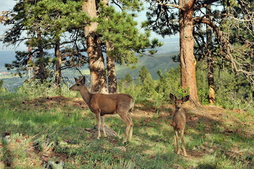 Young deer with cub on the slope in the forest