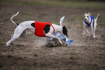 Coursing, passion and speed. Whippet dog running in the field. sunny day