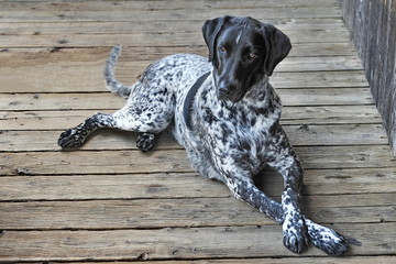 Beautiful dog resting on the wooden floor