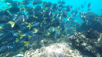 large school of Galapagos surgeon fish