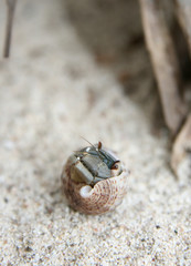 little hermit crab rolled up in his shell looking out on a white sandy beach