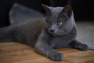 Beautiful Russian Blue cat 