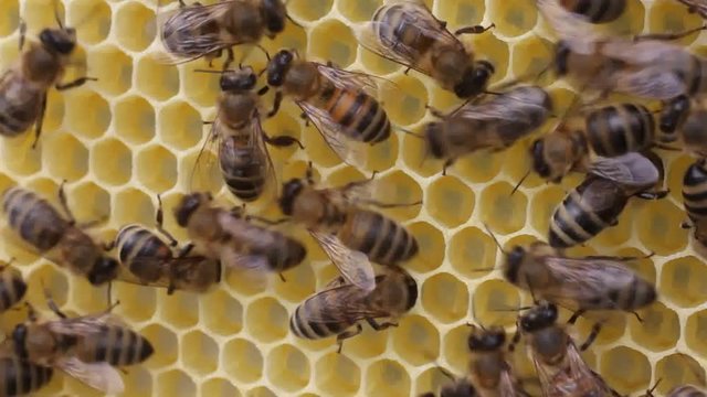 Bees produce wax and build honeycombs from it.