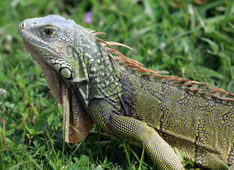 Iguana with green and black spotted skin, San Juan, Puerto Rico, Caribbean
