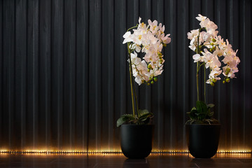 Watercolor spring flowers in flower pot on a black dotted metallic iron abstract background with copy space for text, close-up