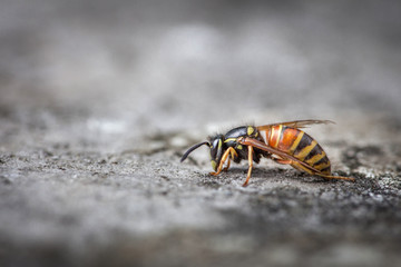 Wasp on stone