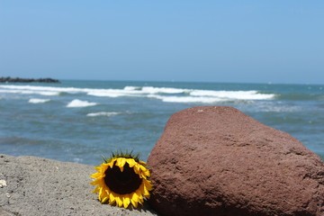 girasol © roselosfoto