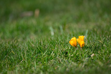 Spring Flowers