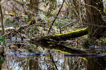 Forest-Reflection