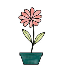 flower daisy in a pot decorative vector illustration design