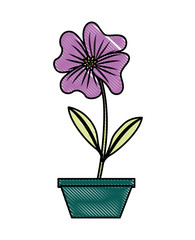 flower periwinkle in a pot decorative vector illustration design