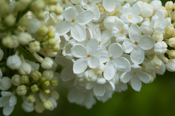 Flowers of white lilac close-up, blur, background.