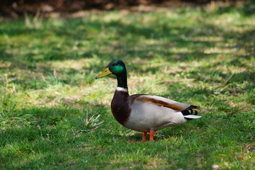 Ente
